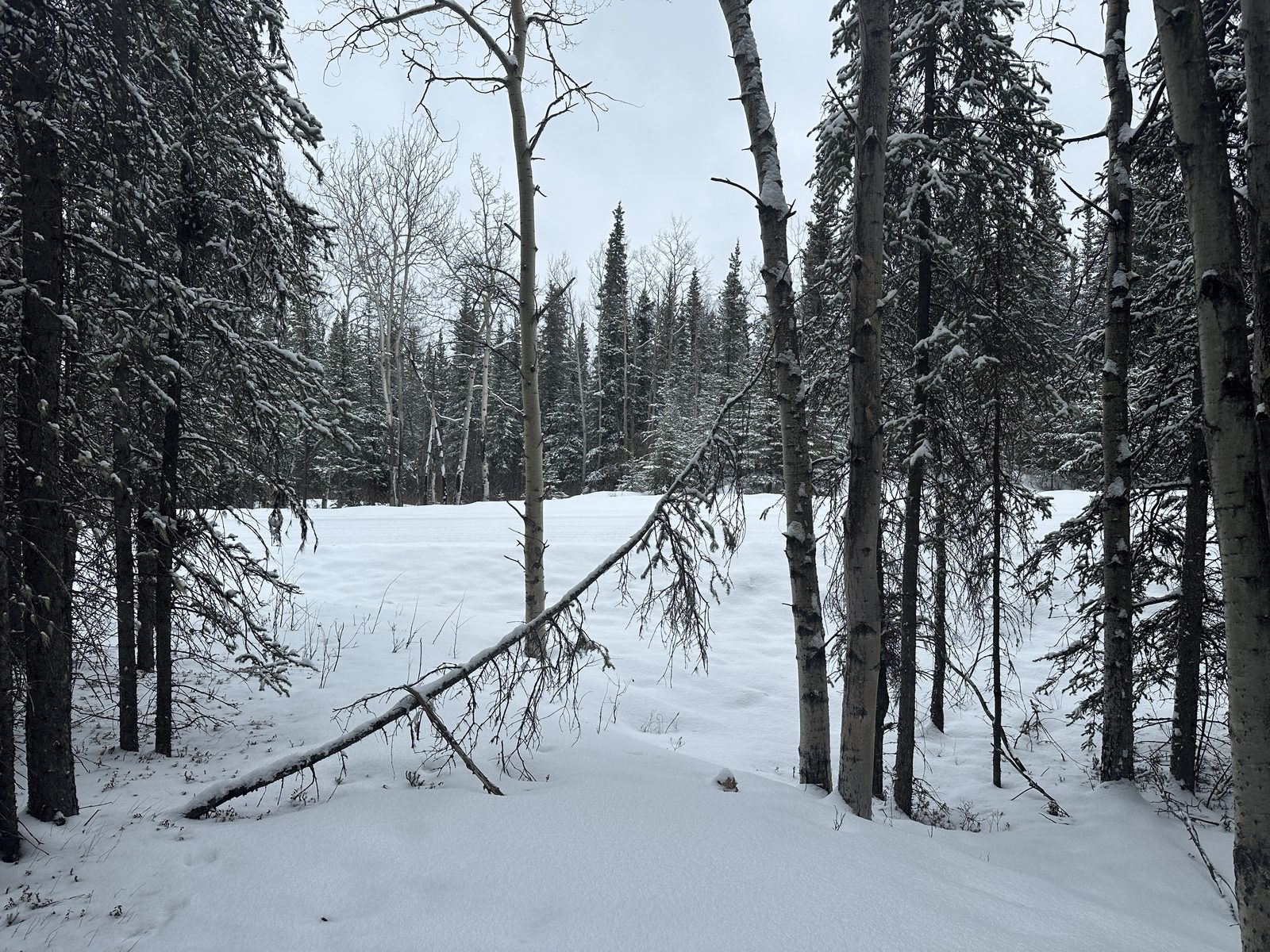 Alaska photo 14