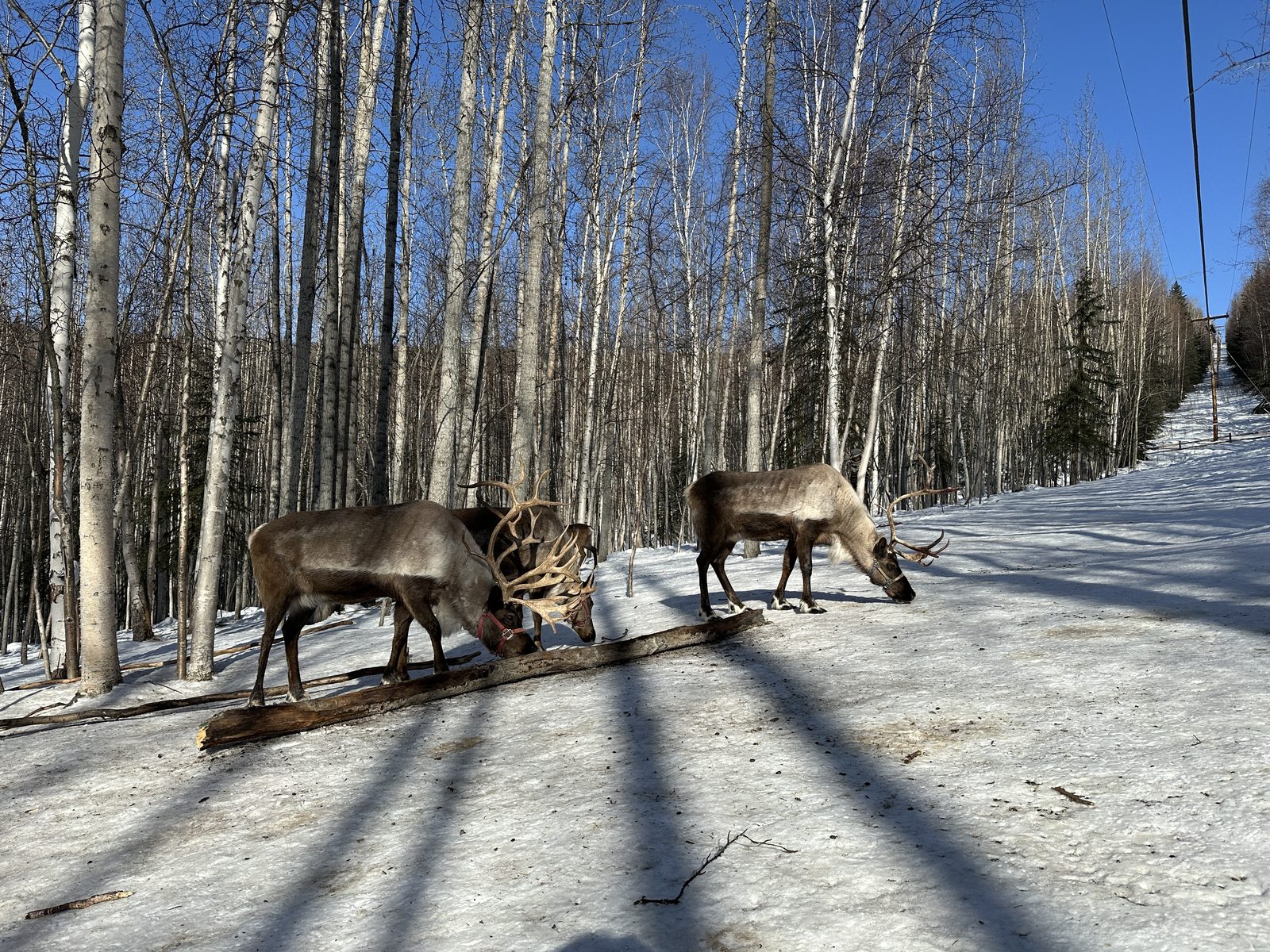 Alaska photo 9